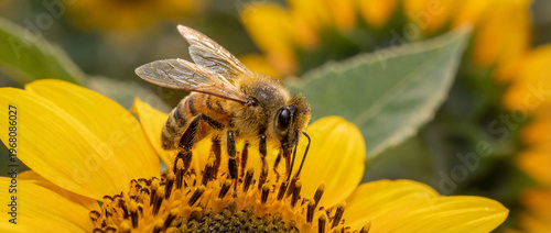 A detailed close-up of a honey bee collecting nectar on a sunflower with warm lighting and a soft depth of field, highlighting the natural textures and vibrant colors.