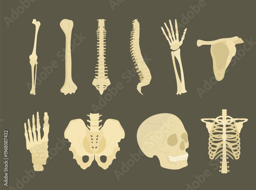 A collection of human bones and skeletal parts illustrations designed for educational purposes. Suitable for anatomy learning, school materials, and science-related designs.