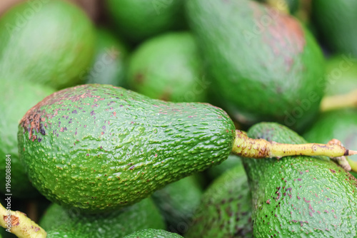 Fresh Ripe Avocados – Healthy Food, Organic Produce, Plant-Based Nutrition Concept