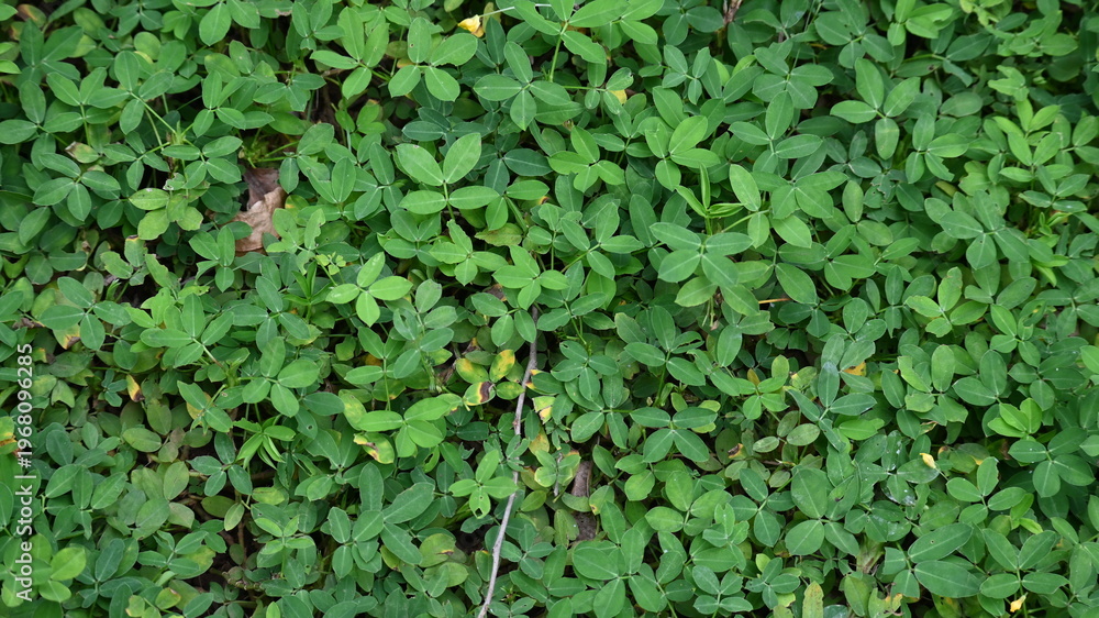Fototapeta premium green leaves background