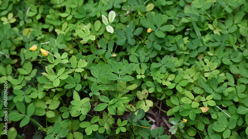 green leaves background