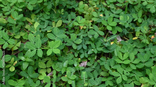 green leaves background