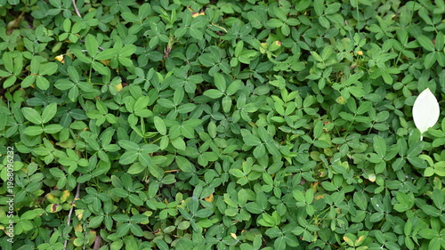 green leaves background