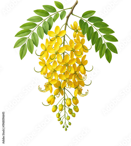 Kanikonna or Golden Shower Tree Branch with Yellow Flowers and Green Leaves, Cassia Fistula Illustration for Kerala Vishu Festival Isolated on Transparent Background