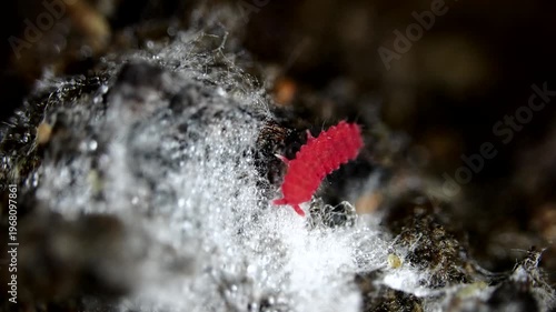 Red springtail on the rotten wood from top view