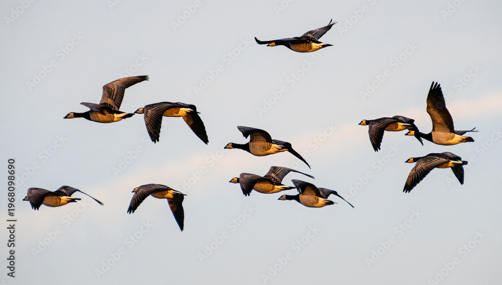 Obraz premium Nonnengans ( Branta Leucopsis) Schwarm fliegt über Dänemark