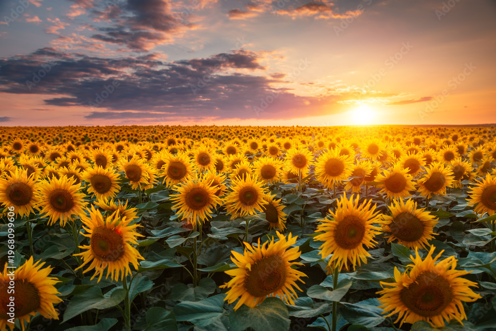 Obraz premium A bright sunset over fields of sunflowers stretching endlessly into the distance. Agricultural oil extraction industry.