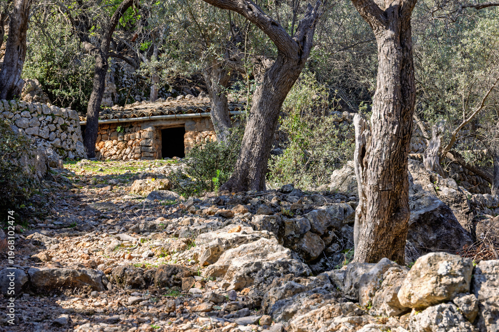 Fototapeta premium Path to an old stone croft in an olive orchard