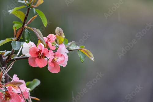 雨中に咲く木瓜の花02