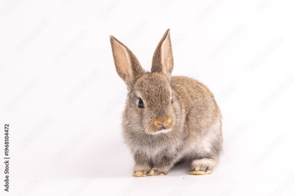 Obraz premium Baby bunny easter fluffy rabbits posing on white nature background on sunny day, Lovely mammal with beautiful bright eyes in nature life. Symbol animal of easter day.