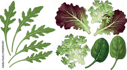 Hand-Drawn Leafy Greens Illustration Set with Arugula, Lettuce, and Spinach for Fresh and Organic Food Designs