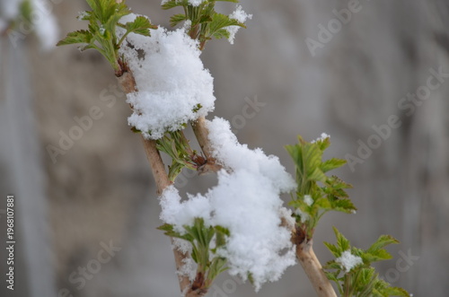 Branches of a bush under snow. Spring, branches of gooseberry with young green leaves that have recently blossomed. Straight branches are covered with large flakes of suddenly fallen white snow.