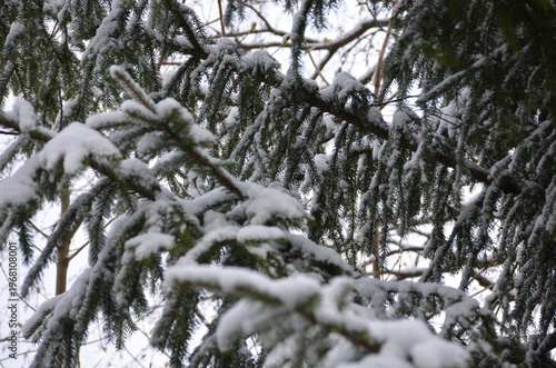 Needles of a fir tree. A tree branch with short green straight needles is covered with recently fallen white spring snow. Large flakes of snow lie on the branch. Needles grow in different directions.