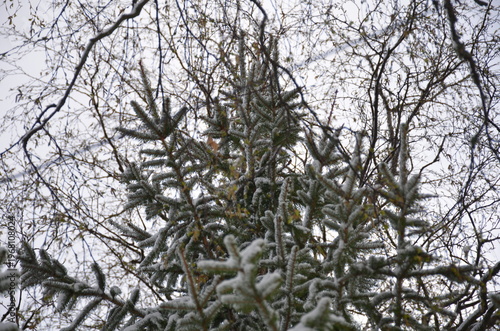 Needles of a fir tree. A tree branch with short green straight needles is covered with recently fallen white spring snow. Large flakes of snow lie on the branch. Needles grow in different directions.