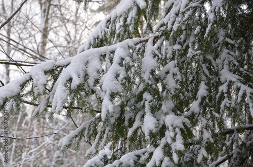 Needles of a fir tree. A tree branch with short green straight needles is covered with recently fallen white spring snow. Large flakes of snow lie on the branch. Needles grow in different directions.