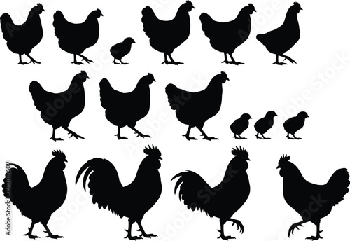 Black silhouettes of chickens, chicks, and roosters in various poses showcasing poultry diversity for farming and agriculture illustrations