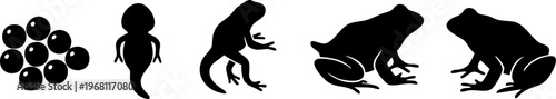 Life cycle of frog from spawn tadpole with legs to adult amphibian showing metamorphosis stages.