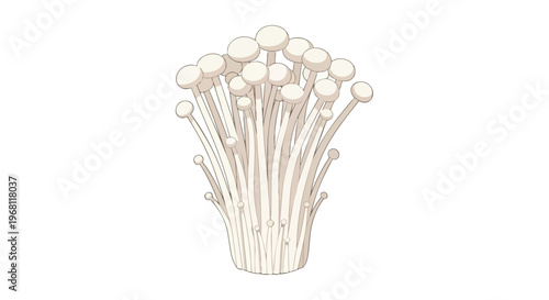 Elegant illustration of long-stemmed white enoki mushrooms, perfect for culinary and botanical themes