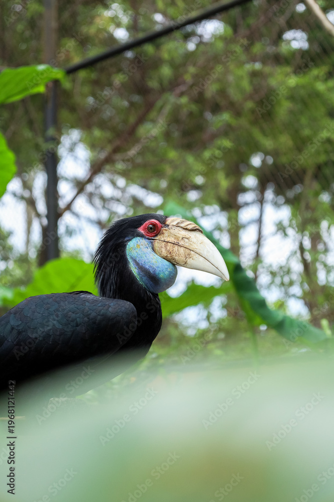 Obraz premium Detailed Close-up of a Male Knobbed Hornbill Bird in its Habitat
