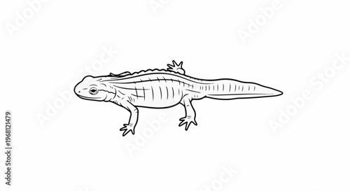 Stylized black and white illustration of a newt with ribbed body and pointed tail