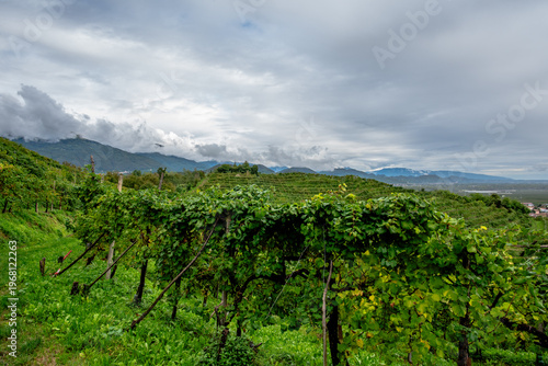 Принти на полотні Terraced Prosecco Vineyards With Mountain View
