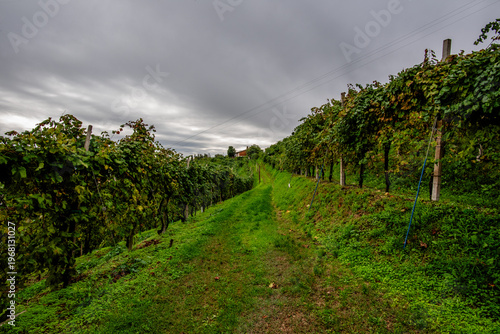 Photos Prosecco Vineyards and Rural Path in Vidor, Italy
