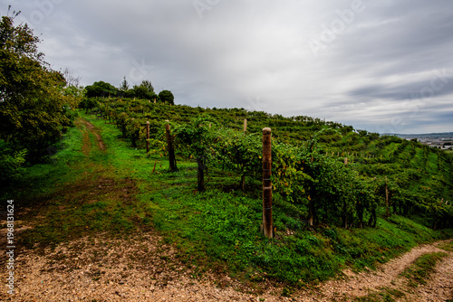 Tableau sur toile Prosecco Vineyards on Hillside in Vidor, Italy