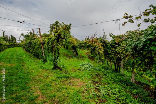 Photos Prosecco Vineyards on Hillside in Vidor, Italy
