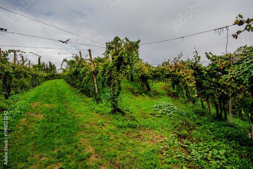Photos Prosecco Vineyards on Hillside in Vidor, Italy