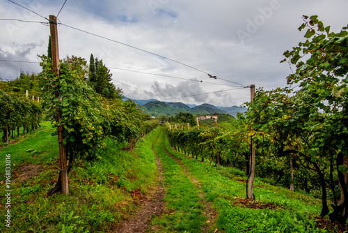Fotografie Prosecco Vineyards with Hills in Vidor, Italy