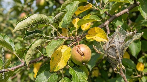 Ripe apple hanging on a leafy branch beside a webbed nest, natural orchard scene in late summer light, mood feels rustic and slightly eerie