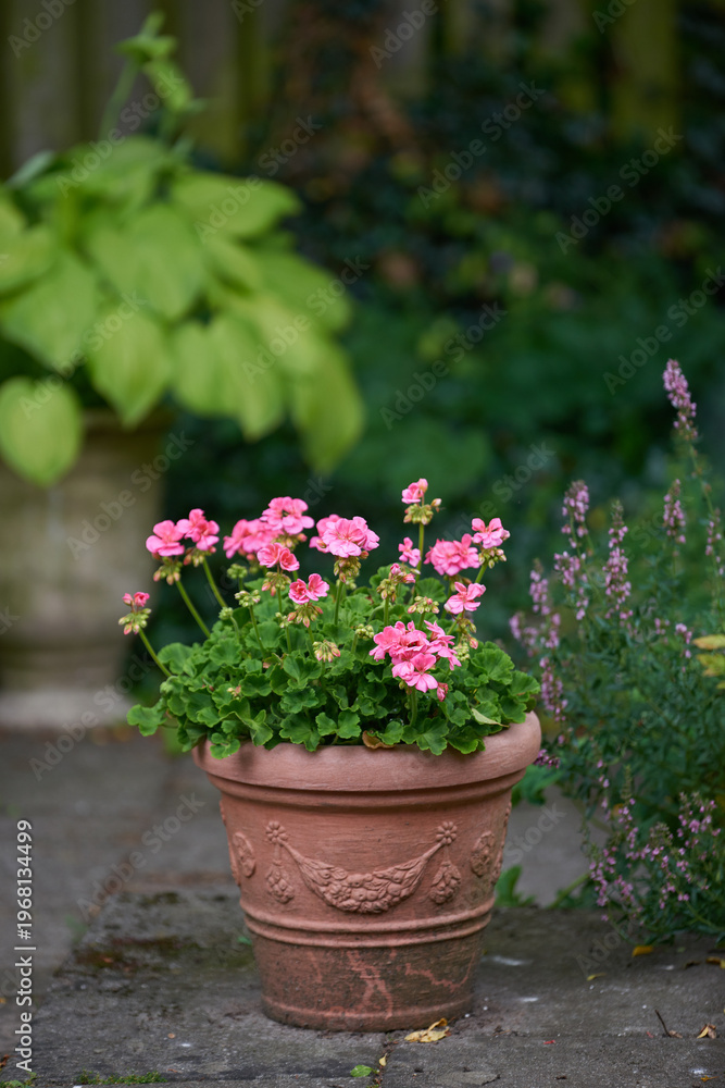 Naklejka premium Plants, flowers and geranium in pot, nature or eco friendly environment for botany with bloom. Floral, pink petals and growth with sustainability, leaves and outdoor in garden for decor in spring