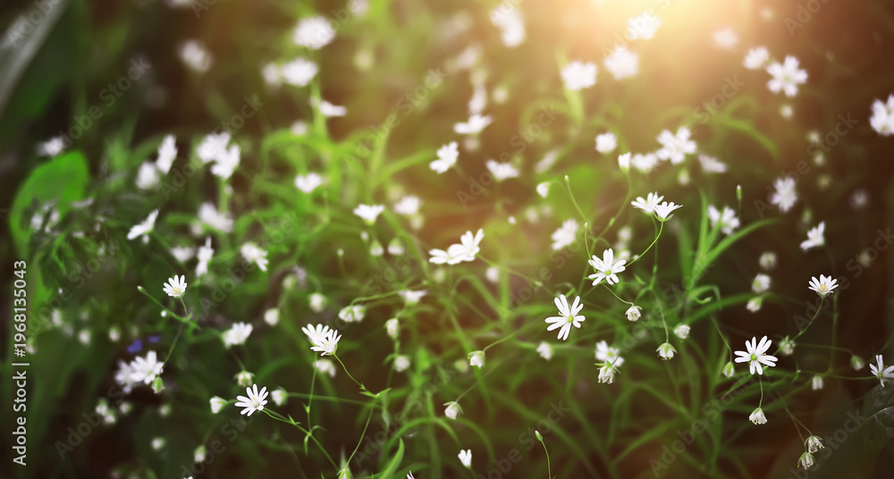 Obraz premium The first flowers against the background of green spring. Spring bloom.