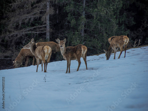 deer looking for food on snowy dolomites mountains
