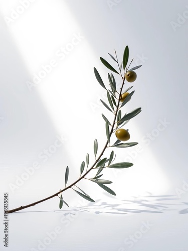 Stylized olive branch, stark white backdrop, dramatic tilt casting dynamic shadows, representing a bold overture,  subtle,  angled