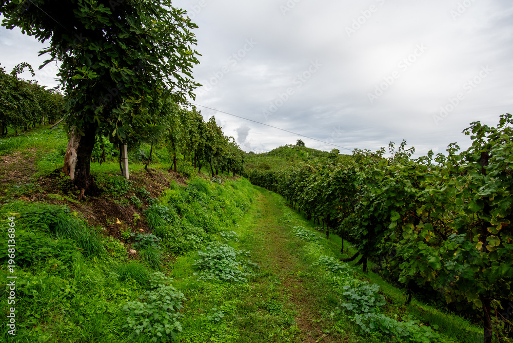 Αυτοκόλλητο Prosecco Vineyards on Hillside in Vidor, Italy