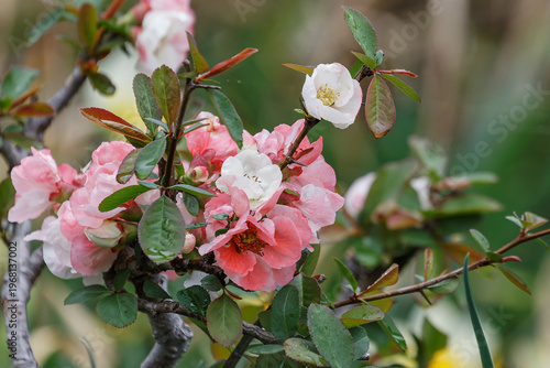 雨中に咲く木瓜の花03