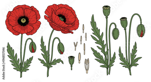 Red poppy flowers and green leaves illustration.