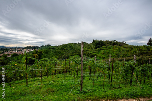 Canvas Print Prosecco Vineyards Overlooking Hills in Vidor, Italy