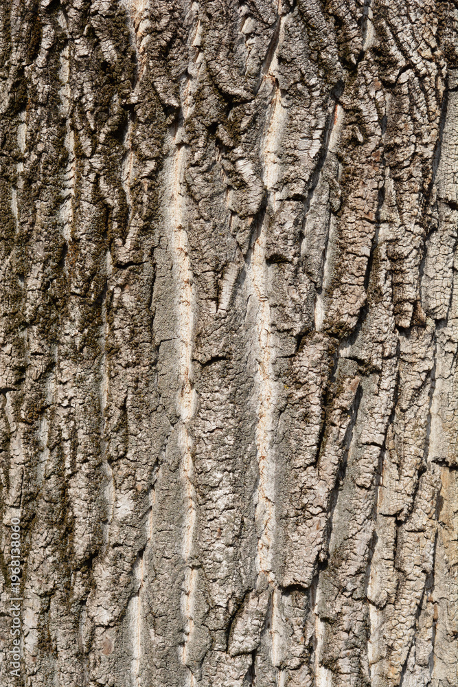 Obraz premium Canadian poplar bark detail - Latin name - Populus x canadensis 