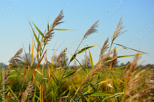 Herbstliches Schilf