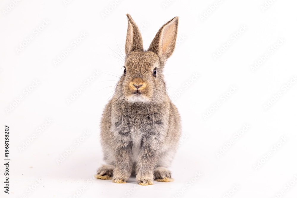 Obraz premium Baby bunny easter fluffy rabbits posing on white nature background on sunny day, Lovely mammal with beautiful bright eyes in nature life. Symbol animal of easter day.