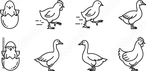 Cute poultry life cycle monoline icon set featuring hatching baby chicks walking ducks and hens for organic farm education and agricultural branding vector illustration.