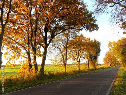 Alleenstraße im Herbst