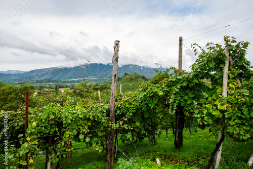 Tableau sur toile Vineyard Rows on Hills in Vidor Italy