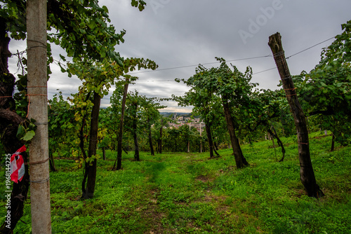 Tableau sur toile Vineyard on Hillside in Vidor Italy