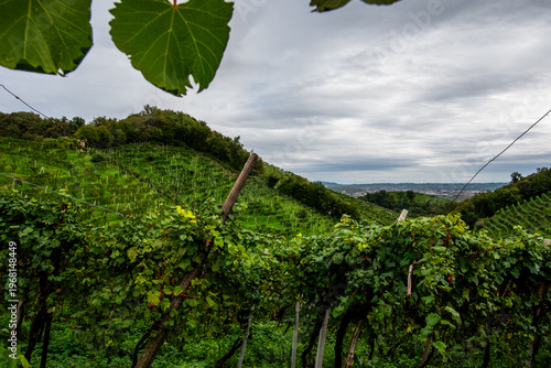 Tableau sur toile Vineyard Hillside View in Vidor Italy