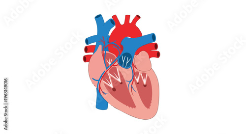 Precise anatomical illustration of the human heart showcasing its chambers, valves, and blood vessels