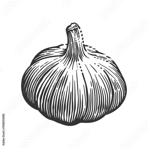 A detailed black and white hand-drawn illustration of a garlic bulb. Ideal for culinary art, recipes, food packaging, and botanical designs.