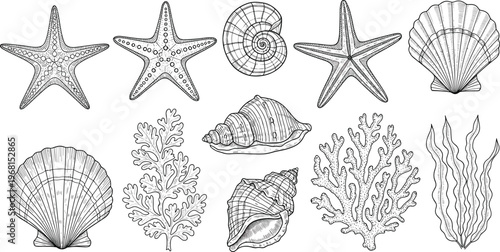 Hand-drawn Ocean Life Collection with Starfish, Shells, Coral, and Seaweed in Black and White for Marine and Beach-themed Designs